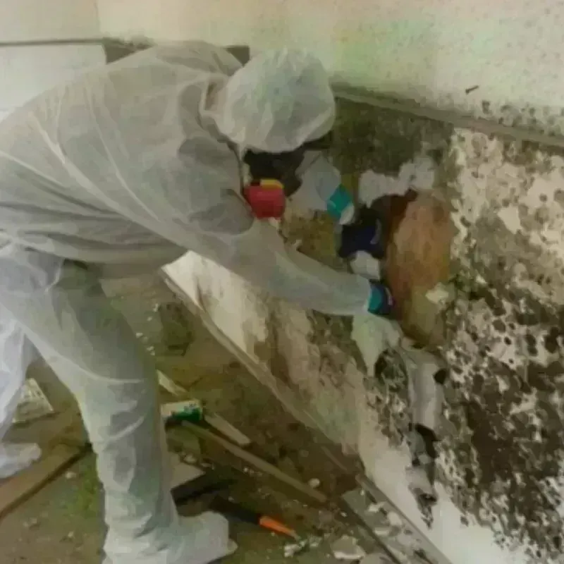 Mold Remediation and Removal in Liborio Negron Torres, PR